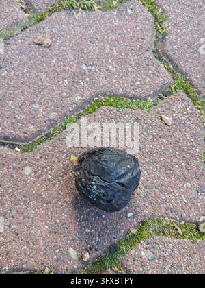 A detailed vertical closeup view of a mature dark wrinkled walnut on a red brick pavement with green moss. Stock Photo