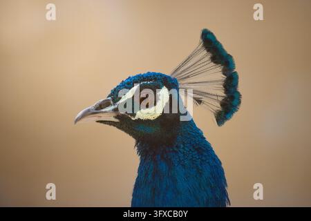 Head of a male Indian peafowl (Pavo cristatus) with its blue crest in Tunisia Stock Photo