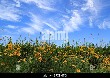 Vivid clear blue sky filled with thin streaky white cirrus clouds, foreground covered with clusters of bright orange wild daisies mixed with long gree Stock Photo