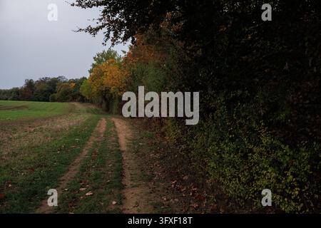 Lonely farm track with wheel ruts along a forest edge and field at sunset in quiet autumn evening light Stock Photo