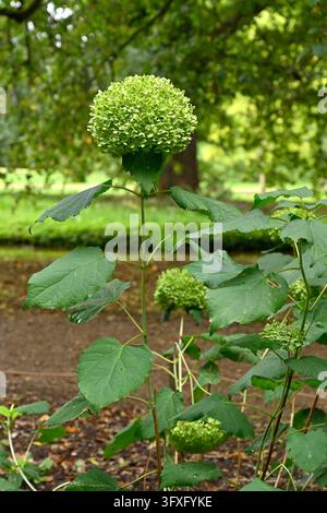 Large autumn flowers of Hydrangea arborescens 'Annabelle' or hortensia, or smooth Hydrangea faded to green UK garden September Stock Photo