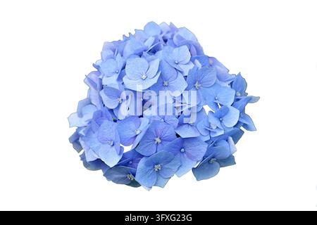 Close-up of light blue purple blooms of Hydrangea macrophylla cultivar, isolated on white, clipping path Stock Photo