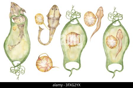 Watercolor Catshark life cycle illustration set, graphic ocean animal growth clipart, sea life predator creature, life stages illustration, educationa Stock Photo