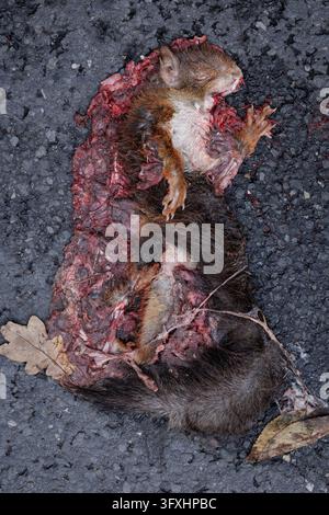 GRAPHIC CONTENT Überfahrenes Eichhörnchen - Ein überfahrenes rotes Eichhörnchen wiss. Name: Sciurus vulgaris liegt am 23.10.2026 auf einer asphaltierten Straße in Lotte-Wersen Nordrhein-Westfalen, Deutschland. Während allein beim Rehwild jährlich rund 200.000 Verkehrsopfer gemeldet werden, liegt die Zahl nicht erfasster Kleintiere wie Eichhörnchen, Vögel oder Hasen wissenschaftlichen Schätzungen zufolge im Millionenbereich. *** GRAPHIC CONTENT: Squirrel Hit by a Car A red squirrel scientific name: Sciurus vulgaris that was struck by a car lies on a paved road in Lotte-Wersen, North Rhine-Westp Stock Photo