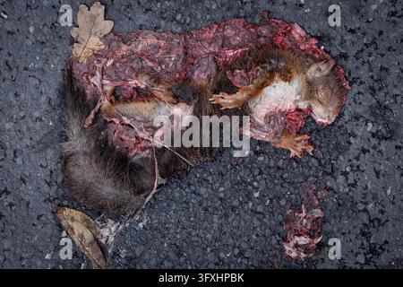 GRAPHIC CONTENT Überfahrenes Eichhörnchen - Ein überfahrenes rotes Eichhörnchen wiss. Name: Sciurus vulgaris liegt am 23.10.2026 auf einer asphaltierten Straße in Lotte-Wersen Nordrhein-Westfalen, Deutschland. Während allein beim Rehwild jährlich rund 200.000 Verkehrsopfer gemeldet werden, liegt die Zahl nicht erfasster Kleintiere wie Eichhörnchen, Vögel oder Hasen wissenschaftlichen Schätzungen zufolge im Millionenbereich. *** GRAPHIC CONTENT: Squirrel Hit by a Car A red squirrel scientific name: Sciurus vulgaris that was struck by a car lies on a paved road in Lotte-Wersen, North Rhine-Westp Stock Photo