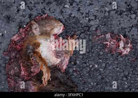 GRAPHIC CONTENT Überfahrenes Eichhörnchen - Ein überfahrenes rotes Eichhörnchen wiss. Name: Sciurus vulgaris liegt am 23.10.2026 auf einer asphaltierten Straße in Lotte-Wersen Nordrhein-Westfalen, Deutschland. Während allein beim Rehwild jährlich rund 200.000 Verkehrsopfer gemeldet werden, liegt die Zahl nicht erfasster Kleintiere wie Eichhörnchen, Vögel oder Hasen wissenschaftlichen Schätzungen zufolge im Millionenbereich. *** GRAPHIC CONTENT: Squirrel Hit by a Car A red squirrel scientific name: Sciurus vulgaris that was struck by a car lies on a paved road in Lotte-Wersen, North Rhine-Westp Stock Photo