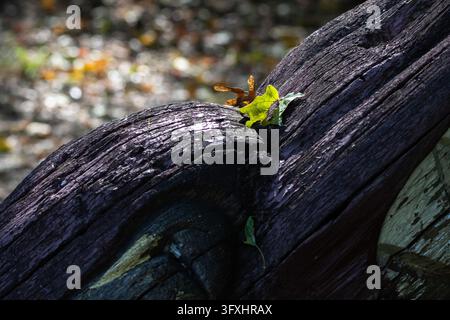 Bright leaf perches on a dark weathered log in forest shade. Crisp veins and rough bark contrast beautifully creating a natural minimalist scene perfe Stock Photo