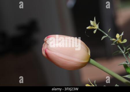 Faux pink plastic tulip stem in macro view indoors Stock Photo