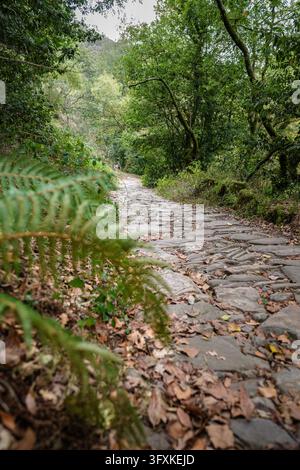 Stone path winding through a lush forest with ferns and fallen leaves Stock Photo