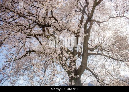 Sakura blooming on the big tree on a clear day for Wanizuka no Sakura large 330 year old cherry tree in full bloom is a symbol of Nirasaki, Yamanashi Stock Photo
