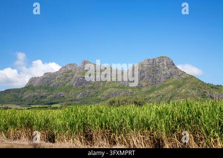 Green sugarcane fields stretch beneath a rugged mountain range under a clear blue sky Stock Photo