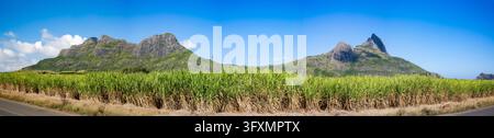 Panoramic sugarcane fields stretch beneath rugged mountain peaks and a clear blue sky Stock Photo