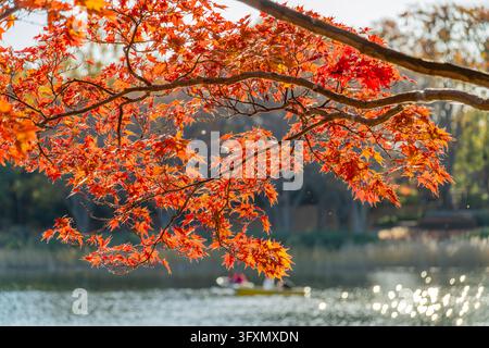 A close-up view of a Japanese maple branch with bright red leaves hangs over a lake where people are boating in the background. Stock Photo