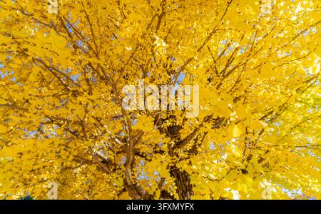 A low-angle view captures the dense canopy of a ginkgo tree with bright yellow leaves against a clear blue sky. Stock Photo