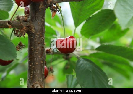 One plump heart?shaped bright red cherry hanging from branch with green stem, blurred green leaves surrounding, close?up of fresh orchard fruit. Stock Photo