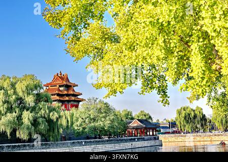 Golden ginkgo leaves frame ancient palace architecture along the moat ...