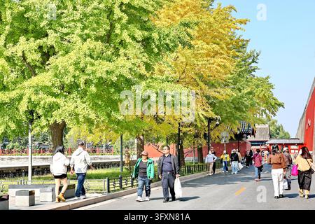 Golden ginkgo leaves frame ancient architecture along the moat of the ...