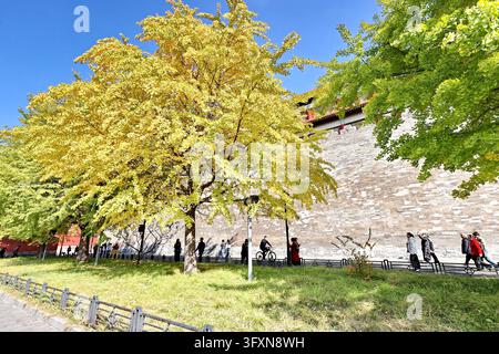 Forbidden Stop Golden ginkgo leaves frame the ancient Giant Wild Goose Pagoda at the ...