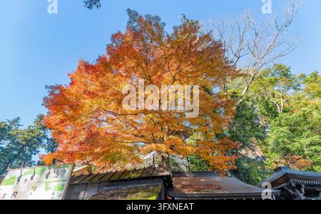 Tokyo, Japan, NOV 22, 2024 - A large maple tree with brilliant orange and red leaves stands tall against a clear blue sky, towering over the tradition Stock Photo