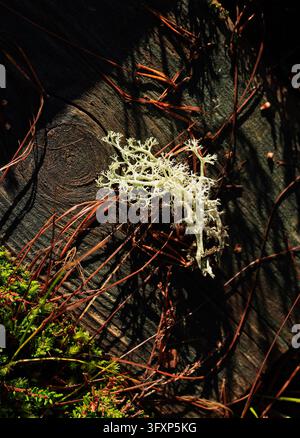 Reindeer lichen on a dark weathered wooden plank with fallen pine needles in side light, Viru Bog, Lahemaa National Park, Estonia Stock Photo