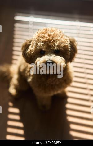 Curly brown toy poodle puppy portrait with head tilt and warm side light casting striped shadows on wooden floor, closeup view of eyes nose and paws Stock Photo
