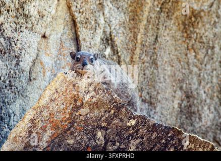 Rock Hyrax (Procavia Capensis), also commonly known as a Dassie or Klipdassie, looking into camera while sitting on a large boulder, Hwange National P Stock Photo