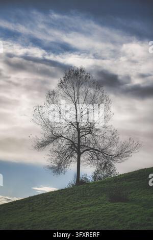 A single tree stands on a green grassy hill beneath a cloudy sky, creating a serene and solitary natural landscape ideal for environmental or nature-t Stock Photo