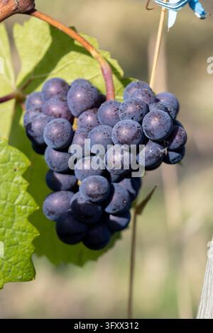 Kelowna, Canada: Vertical close up macro shot of tightly packed dark purple wine grape berries hanging from sunlit agricultural vine stem. Stock Photo
