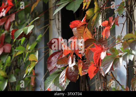 Vine Display Creeper vines covering Bochi Mountain display vibrant autumn colors ...
