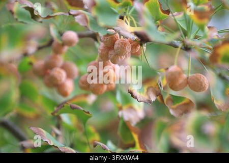 Tressv Exploding Clusters of ginkgo fruits hang from trees along the ancient Huai River ...