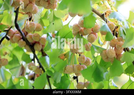 Tressv Exploding Ginkgo trees along the ancient Huai River in Huai'an, east China's ...