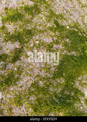 This vertical photograph presents a top-down macro view of bright green moss and algae spreading over a wet, rough stone surface. The vibrant patches Stock Photo