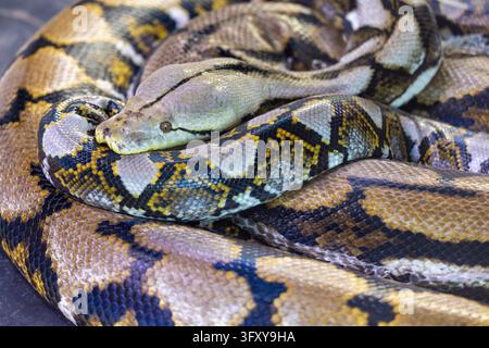 Reticulated Python (Malayopython reticulatus), Southeast Asia Stock Photo