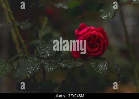Single deep red rose with raindrops on its petals and dark green wet leaves in a moody garden, shallow depth of field Stock Photo