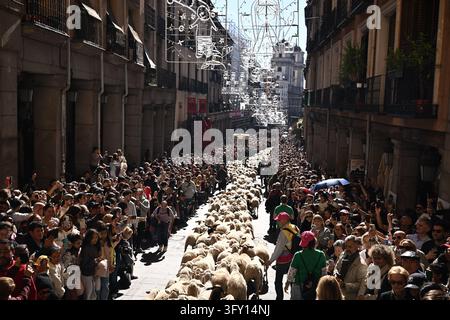 Madrid, Spain, October 25, 2026. A flock of sheep and goats passes ...