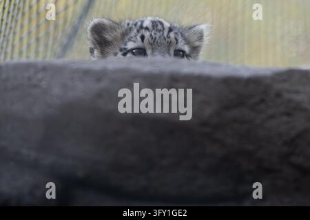 A snow leopard cub is seen at the Warsaw Zoo in Warsaw, Poland, on ...