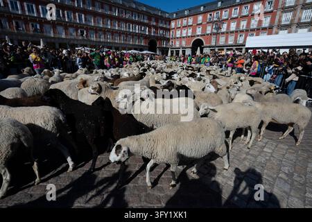 More than a thousand sheep pass through the center of Madrid, as part ...