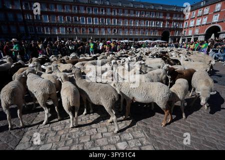 More than a thousand sheep pass through the center of Madrid, as part ...