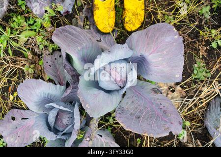 Close-up of vibrant red cabbage plant thriving in rich garden soil, showcasing fresh organic produce. Image captures natural, earthy atmosphere of veg Stock Photo