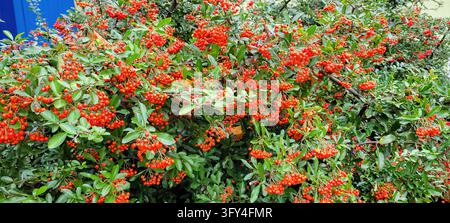 Thick cluster of mature orange-red berry clusters on dense green shrub foliage filling frame, bright daylight, high contrast showing glossy leaves and Stock Photo