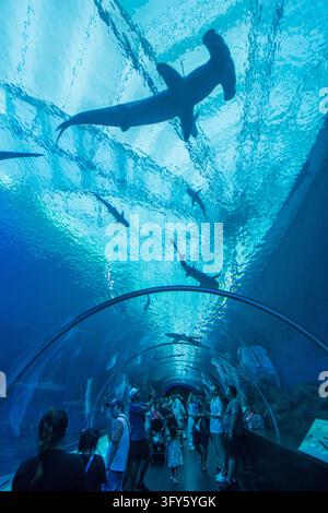 Multiple sharks and fish swim overhead as visitors walk through a curved glass aquarium tunnel illuminated by blue water. Stock Photo