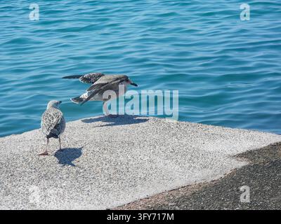 Juvenile Yellow-legged Gull (Larus michahellis), Two young seagulls standing on a sunlit concrete harbor edge, one stretching its wings above rippling Stock Photo
