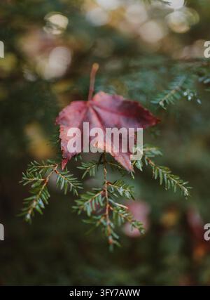 Fallen red maple leaf on an evergreen branch after rain Stock Photo