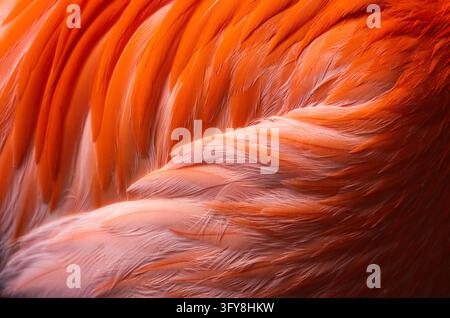 Vibrant orange and pink American flamingo feathers texture macro abstract full frame Stock Photo