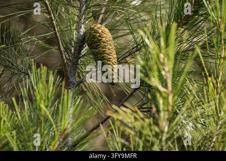 Young Green Pine Cone on a Pine Branch with Needles in the Forest Stock Photo