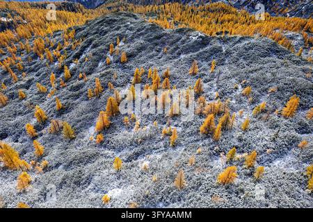 A spectacular aerial drone view of vibrant golden larch trees standing on a lightly snow-dusted rocky ground in the Kamnik-Savinja Alps. Stock Photo
