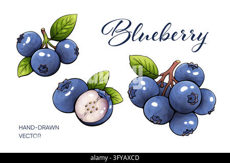 Watercolor blueberry illustration set featuring ripe blue berries with green leaves and branches in three botanical arrangements including sliced frui Stock Vector