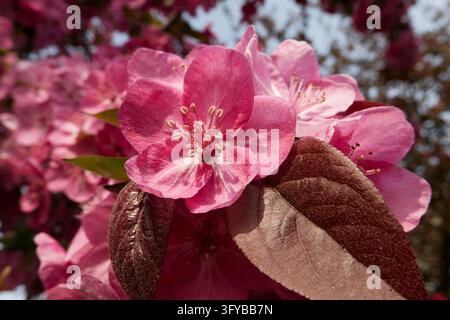 Malus floribunda purpurea tree in bloom Stock Photo