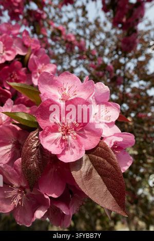 Malus floribunda purpurea tree in bloom Stock Photo