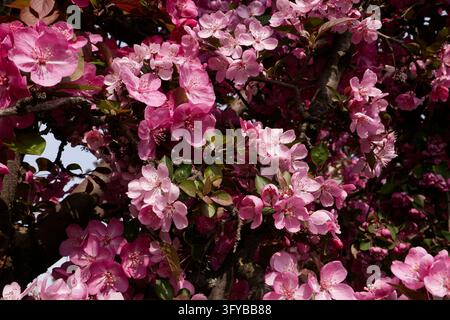 Malus floribunda purpurea tree in bloom Stock Photo